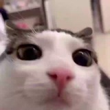 Telegram profile photo for Hiro