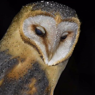 Telegram profile photo for Канцелярия