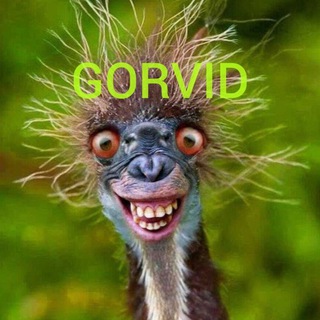 Telegram profile photo for GORVID / СМЕШНОЕ ВИДЕО / АНЕКДОТЫ / ИСТОРИИ