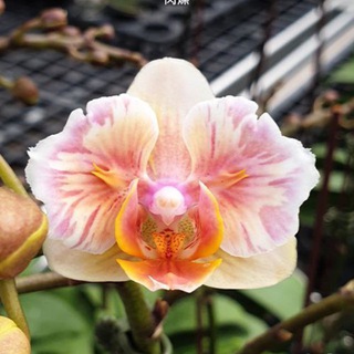 Telegram profile photo for Orchidsale каталог Азиатских Орхидеи в Ташкенте