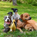 Telegram profile photo for Питомцы и немного мы