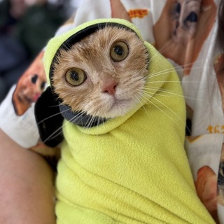 Telegram profile photo for Котокульки🪆
