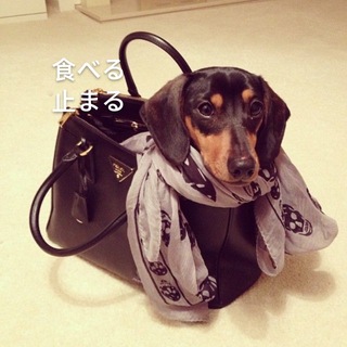 Telegram profile photo for какшки воадика