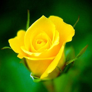 Telegram profile photo for فرهنگ عاشقی