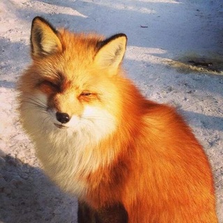Telegram profile photo for Лисья нора