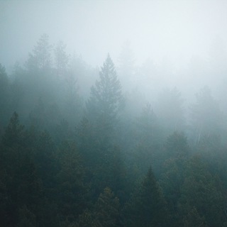Telegram profile photo for Лес-между-Мирами