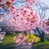 Telegram profile photo for 💕 بوی عطر خدا 💕