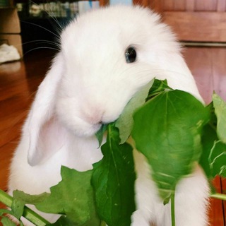 Telegram profile photo for Cute Bunnies