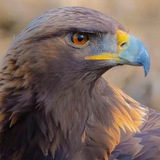 Telegram profile photo for Стихи орла🦅