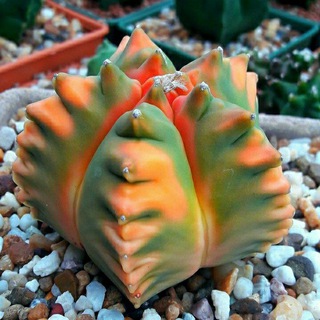 Telegram profile photo for cactus🌵