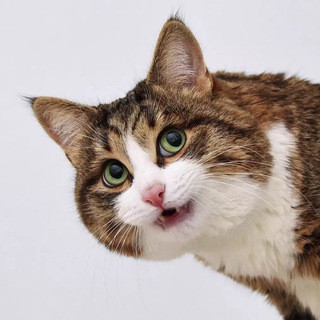 Telegram group profile photo for rexiecat