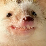 Telegram profile photo for ЁЖИК ЛИСИЧКИН УДАЛЕННЫЕ ВИДЕО