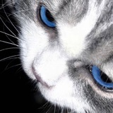Telegram profile photo for Whisker