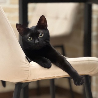 Telegram profile photo for Белка тупит