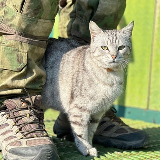 Telegram profile photo for Мраморный Кот Хилера