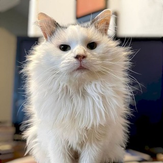 Telegram group profile photo for Pot Cat Official chat