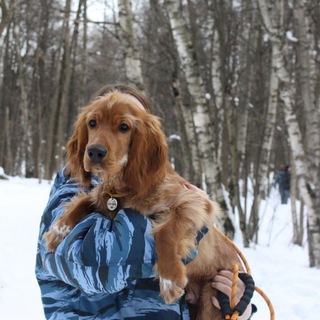 Telegram profile photo for Шелбик