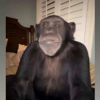 Telegram profile photo for MVT