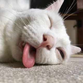 Telegram profile photo for Кошка, комар да мошка и микрорысь ᓚᘏᗢ
