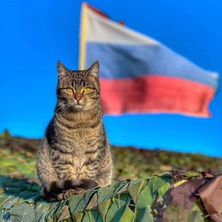 Telegram profile photo for Россия без границ