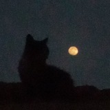 Telegram profile photo for Klee’s Channel