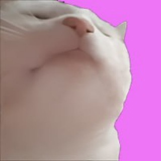 Telegram group profile photo for Vibe Cat