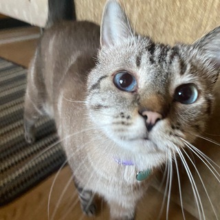 Telegram profile photo for Kamína