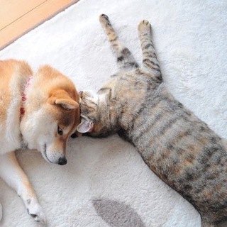 Telegram profile photo for Ginnan the Doge Cat