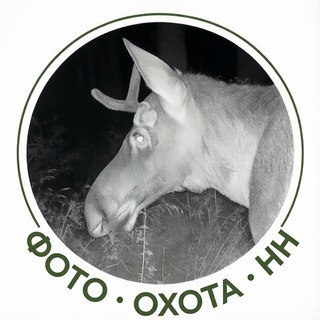 Telegram profile photo for Фото охота • НН