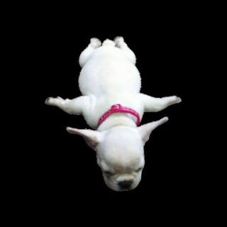 Telegram profile photo for $FLIGHT PORTAL