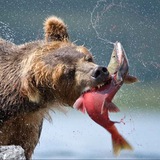 Telegram profile photo for «ЕДА МОРЕЙ»