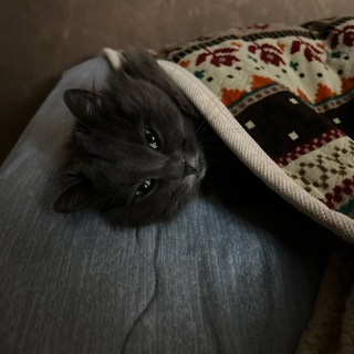 Telegram profile photo for Тvorчевство {Avia} (закрыто)