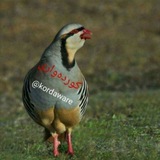 Telegram profile photo for 🍀کــــــــوردەواری🍀