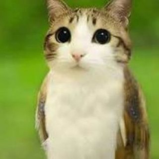 Telegram profile photo for Бредни кошатника