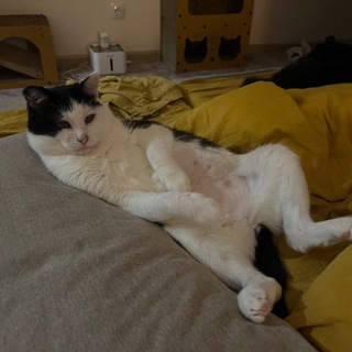 Telegram profile photo for Помощь Милки и другим 🐾