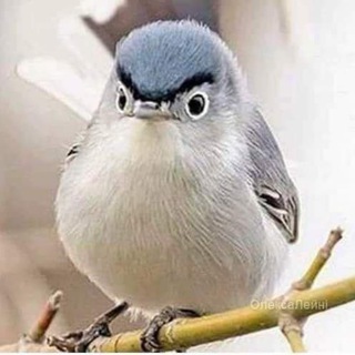 Telegram profile photo for BA memes | made in UA 🇺🇦