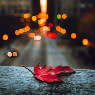 Telegram profile photo for ( ماڵی عاریفان )
