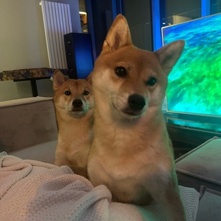 Telegram group profile photo for PAW (Paws and Watchdog)