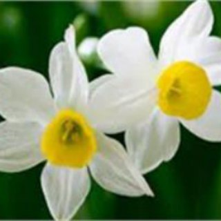 Telegram profile photo for صفای دل