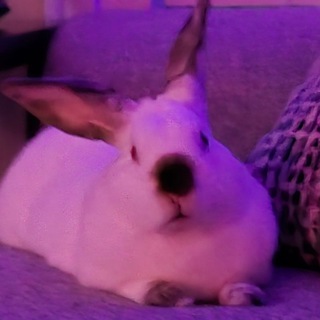 Telegram profile photo for Jojo's Bizarre Bunventure