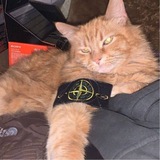 Telegram profile photo for PegaShop