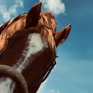 Telegram profile photo for بویِ پیرُهَن