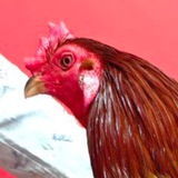 Telegram profile photo for បក្សី នាំសំណាង CS🐔🔴🔵