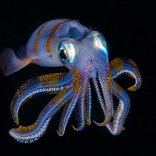 Telegram profile photo for Cephalopod Corner