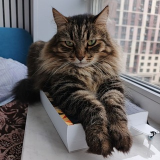 Telegram profile photo for КОТОКНИЖКИ
