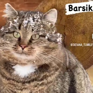 Telegram profile photo for КОТ БАРСИК и ТАНЯ / Cat Barsik and Tanya