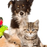 Telegram profile photo for √7 Братья наши меньшие 🐈🐕🦺🐇🐠🦜🐀