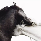 Telegram profile photo for • مادیـان | آیدا رئیسی •