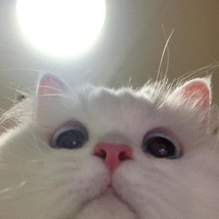 Telegram profile photo for WTB/WTS ALIAN • JUBEL