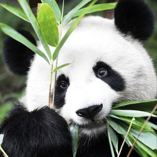 Telegram profile photo for ПАНДА САДОВОД 21-26 🐼